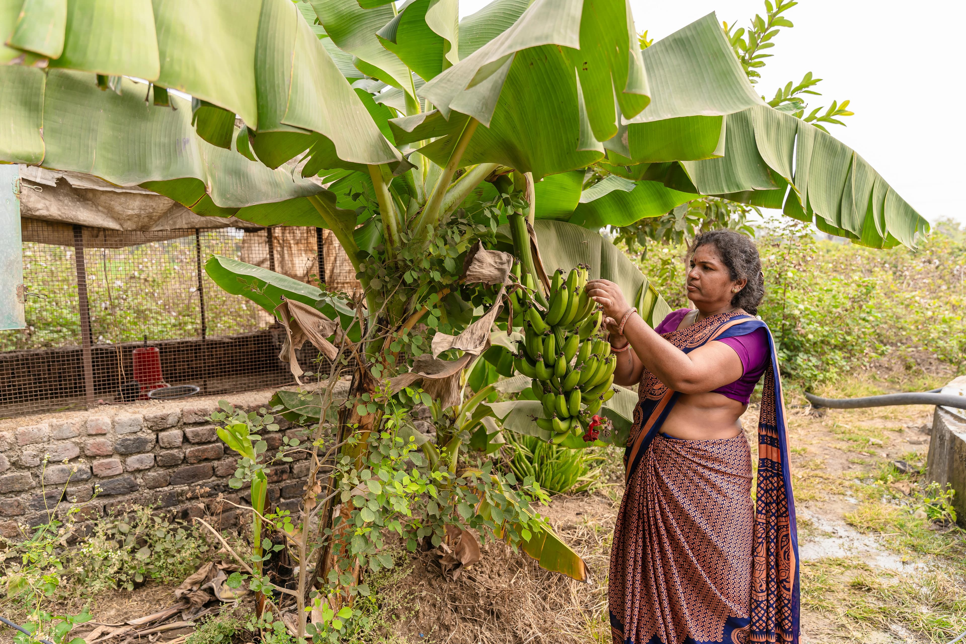 Sita Devi in the field